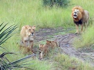 Baby lion cubs trying to roar like there father ROAAAAR so cute !