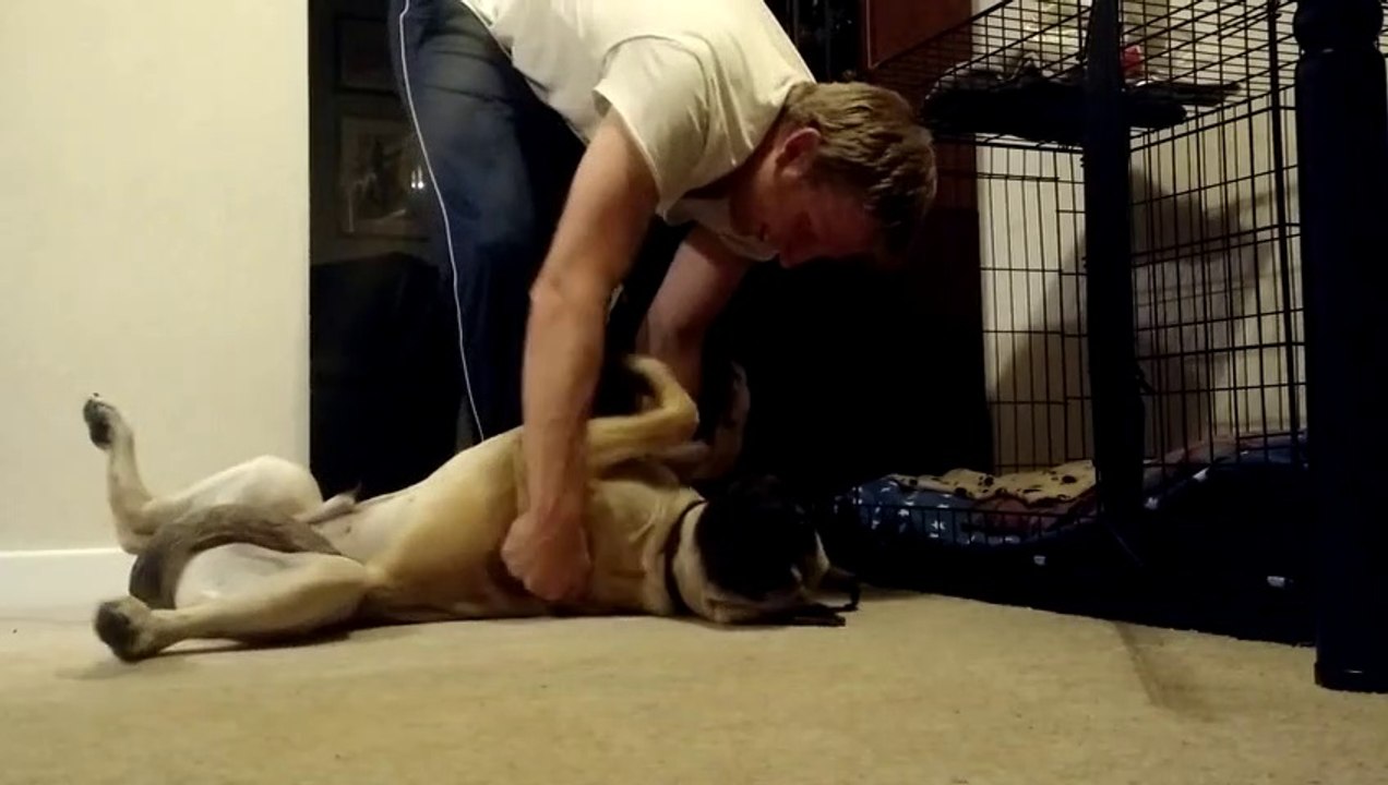 Quand ton chien ne veut pas aller se coucher... Pire qu'un gamin