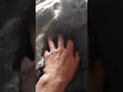 Monkey Holds Hands With Human as She Falls Asleep
