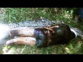 Phyton Eating A Farmer SUlawesi (Indonesia)