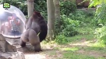 Zoo Animals Attacks on kids but failed most funny video 2017