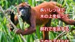 【衝撃】アマゾンのマジでヤバい危険生物!!とにかくキモい、謎に�