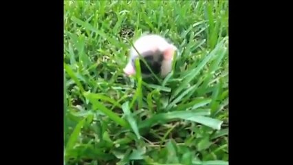 ＜おもしろ動画日本＞絶対笑える面白動画パック3　　fromツイッタ�