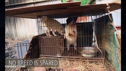 Humane Society International  Rescue 200 Dogs Prepared to make meat In South Korea And China