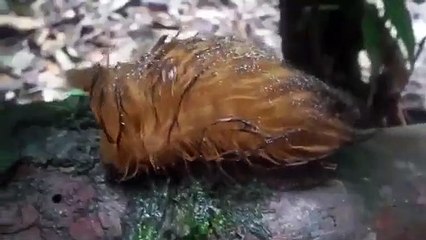 Donald Trump's Hair Makes a Break For It (2017) - (Documentary)