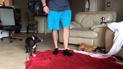 3-month-old French bulldog puppy prays before eating