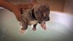 Pit bull puppies learn to swim