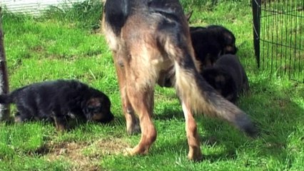 PREMIERE SORTIE CHIOTS JADE 1_4_17