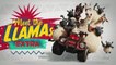 Memenuhi llamas - Farmers Llamas - Shaun th