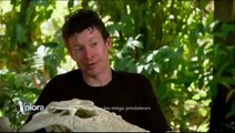 Animalier Les Mega Predateurs | Documentaire part 1/2