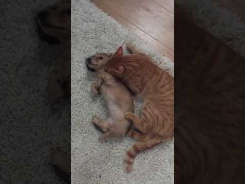 Playful Puppy and Kitten Are Best Friends