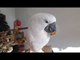 Hungry Cockatoo Enjoys Some Tasty Nuts