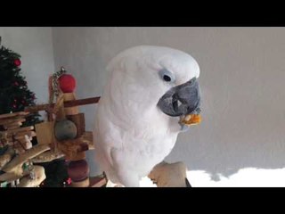 Download Video: Hungry Cockatoo Enjoys Some Tasty Nuts