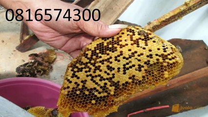 0816574300 Jual Madu Anak Maluku Tengah