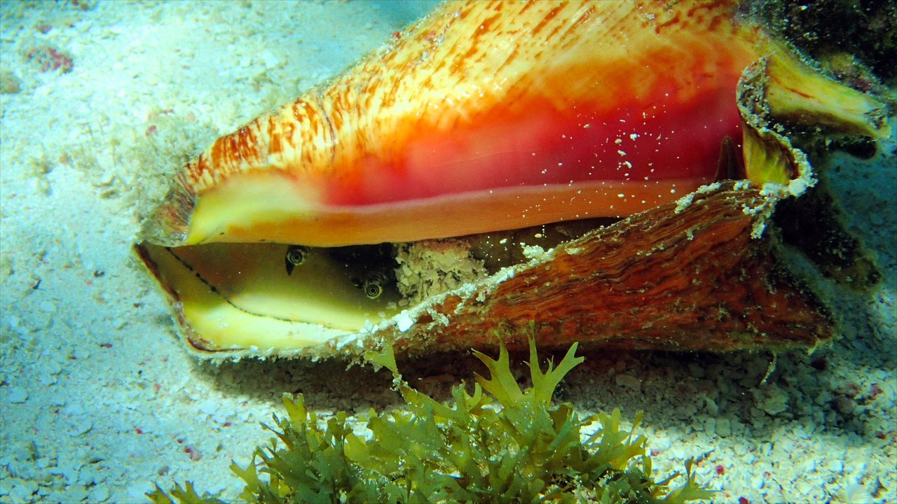 Magie sous l'eau aux Grenadines - mars 2017