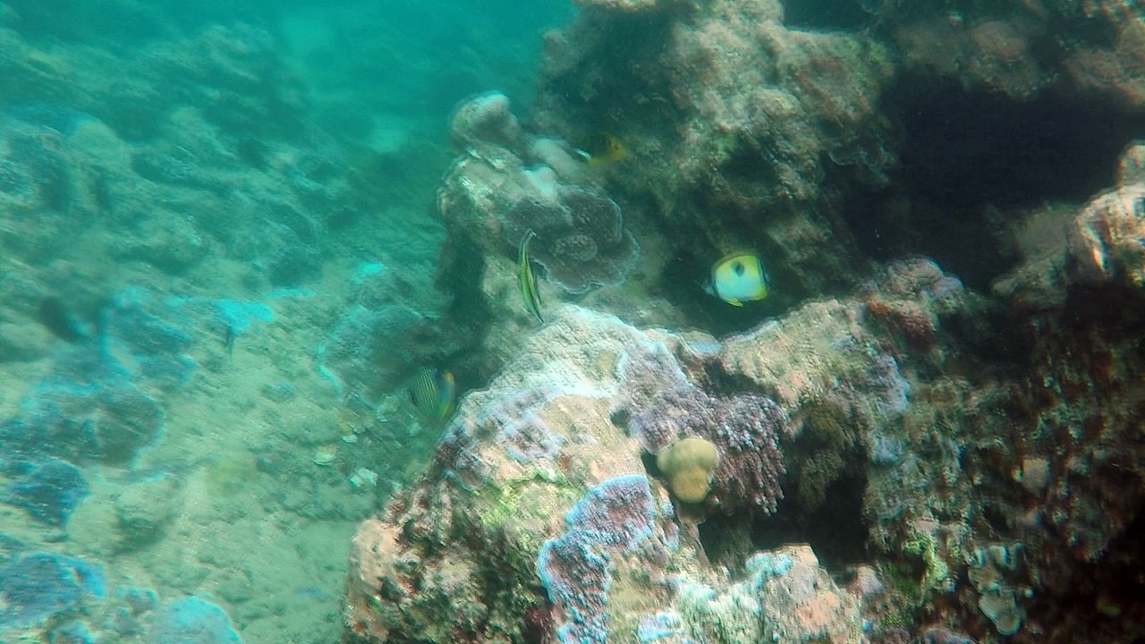 Poissons Vairao