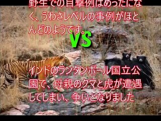 【衝撃】虎（トラ）VSクマ 世界で最も危険な大きな野生動物の戦い