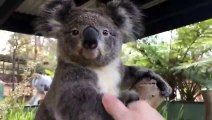 Dire « Bonjour » à des animaux australiens