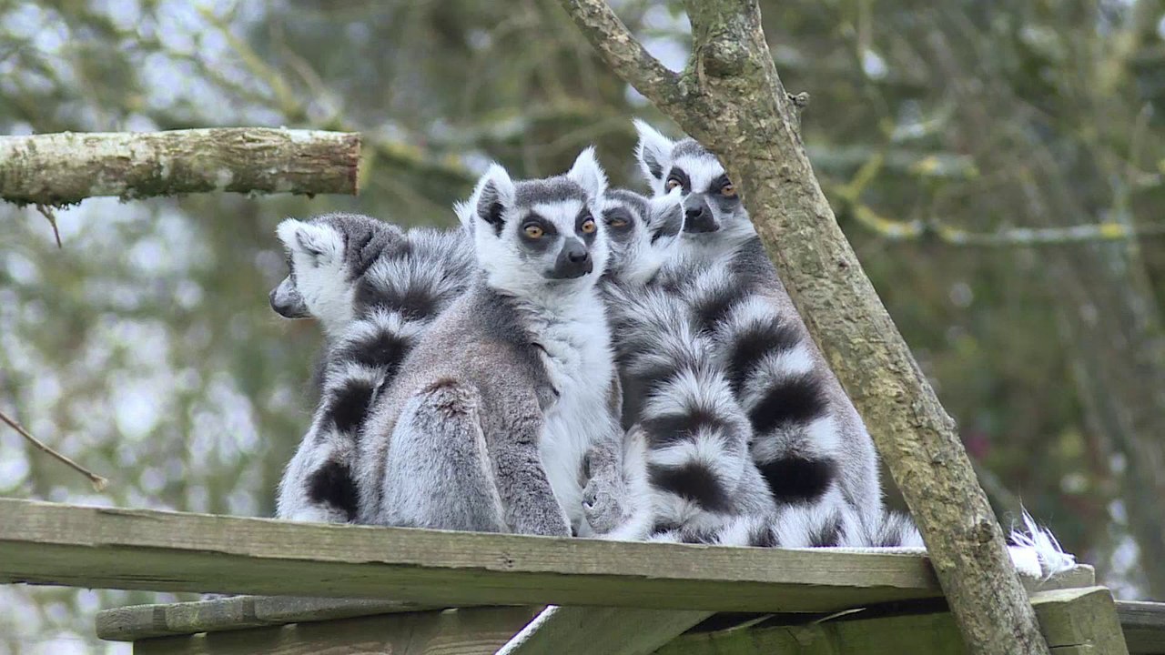 Au zoo, des autistes travaillent auprès des animaux en Bretagne