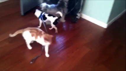 Ce chat démoniaque empêche le chien d'aller promener !