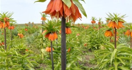 Siverek'te Ters Lale Mevsimi