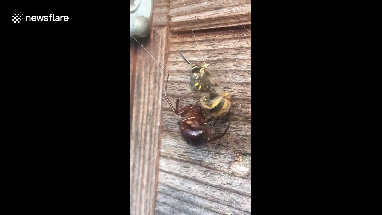 Spider vs wasp
