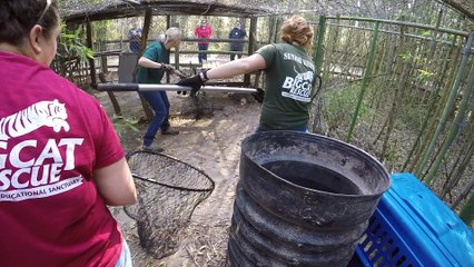 Скачать видео: Rescuing 2 Bobcats From An Alabama Zoo - Part 2