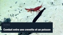 Science : combat entre une crevette et un poisson-dragon