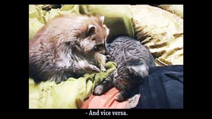 JEDI & PADAWAN - PAROLE D'ANIMAUX-JrXnKI0DfV8