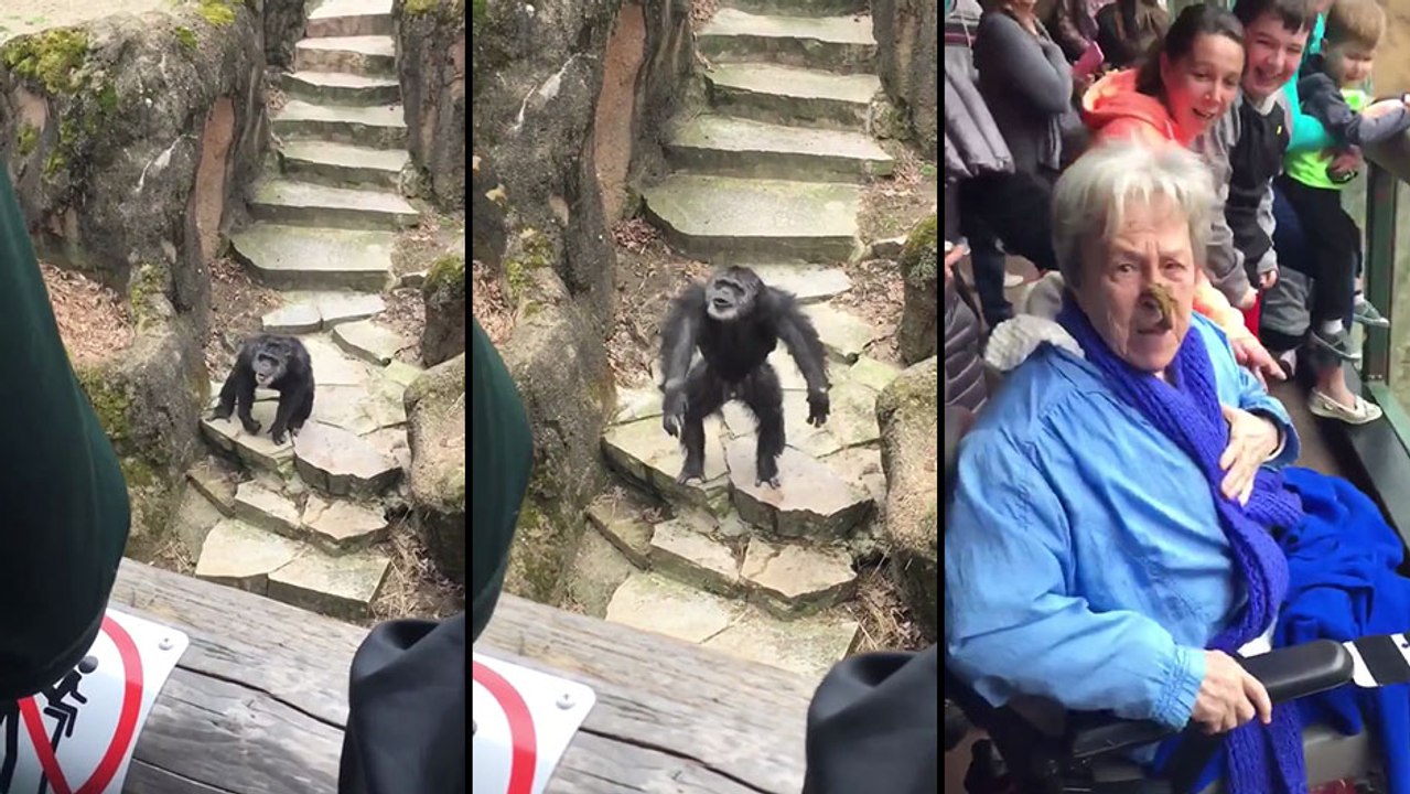 Un chimpanzé envoi de la fiente sur le nez d'une vieille dame