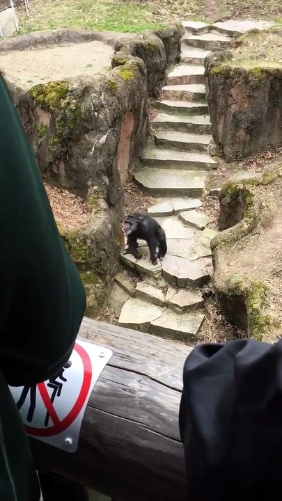 Une vieille dame reçoit les excréments d'un chimpanzé sur son nez