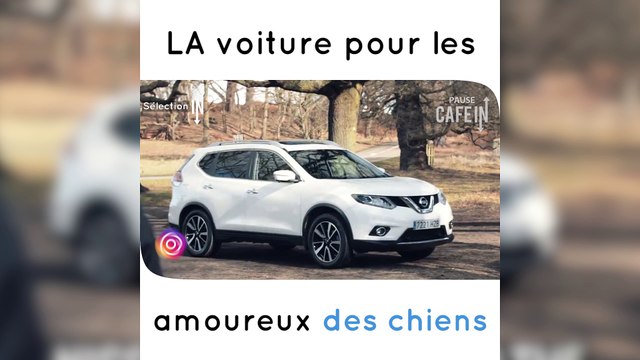Ces chiens vont aimer prendre la voiture