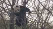 National Zoo's Giant Panda Navigates Tree With Ease