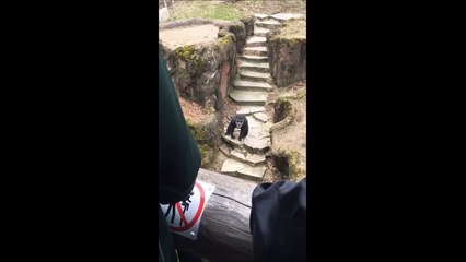 Un chimpanzé balance du caca sur une mamie... En pleine tête!