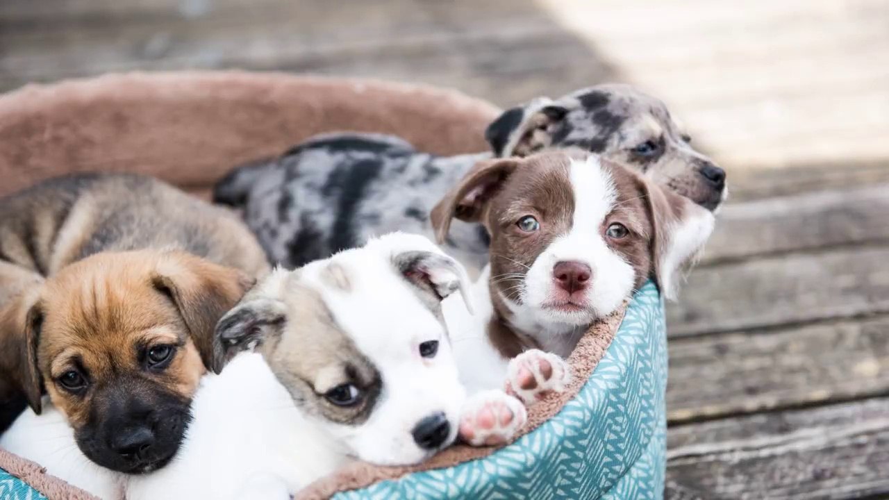 Beaucoup de chiens dans cette compil... Adorable