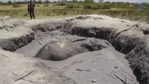 Plus de 12h pour sauver ce pauvre éléphant coincé dans la boue