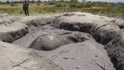 Download Video: Plus de 12h pour sauver ce pauvre éléphant coincé dans la boue