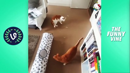 Funny Cats Compilation 2016 - Best Funny Cat Videos Ever -- Funny Vines - YouTube