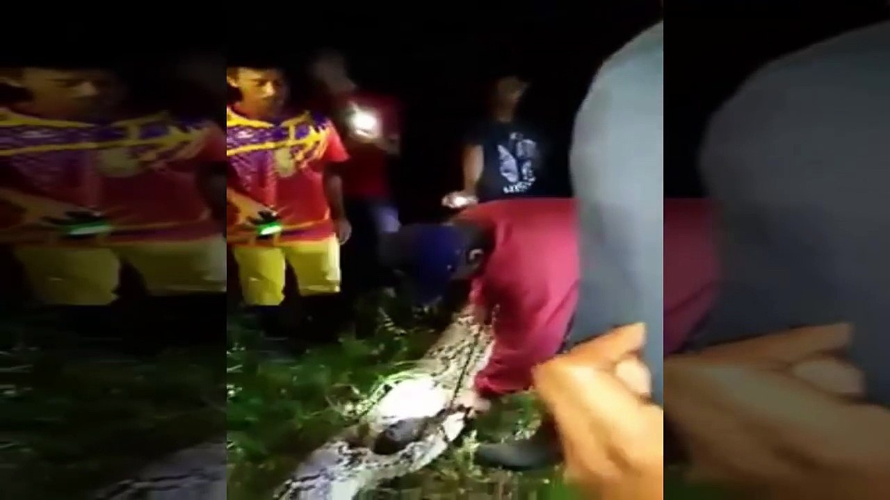 Heboh, Belah Perut Ular Piton, Isinya Ternyata Seorang Pemuda 25 Tahun Di Sulawesi Barat