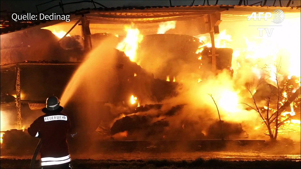 200 Schweine verbrennen auf Hof in Baden-Württemberg