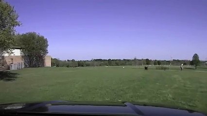 Une incroyable course-poursuite d’une vache et un officier de police dans la ville de Temple au Texas