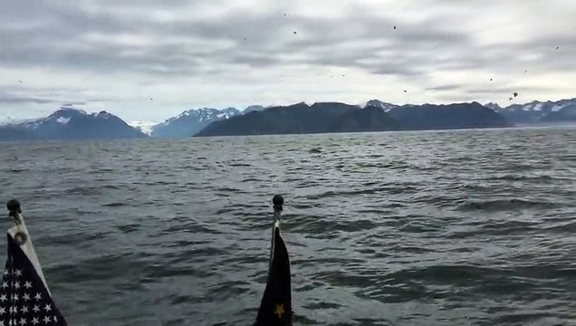 Humpback Whales Feeding