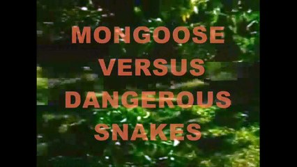 Rắn Hổ Mang Bạo Chúa _ Bị Giết Chết Của Lời Chồn  _ ( VND 3/4/2017 _ 17.30' ))