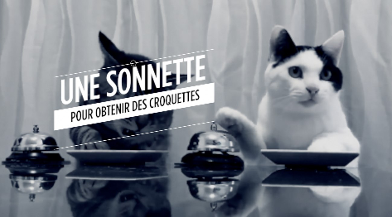 Des chats utilisent une sonnette pour obtenir des croquettes