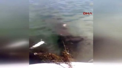 Sakarya Yasağa Rağmen Sapanca Gölü'ne Ağ Atılmasına Tepki