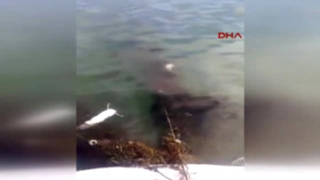 Sakarya Yasağa Rağmen Sapanca Gölü'ne Ağ Atılmasına Tepki