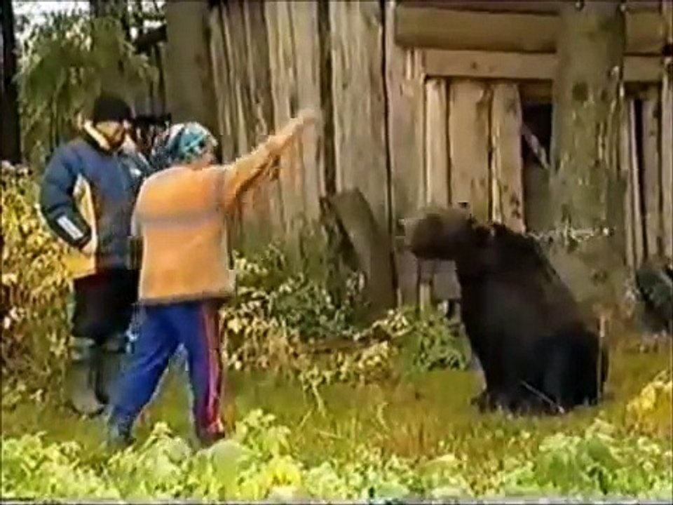 Bear Feed
