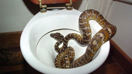 Bắt Rắn Khổng Lồ Trong Toilet - Big Snake in Toilet