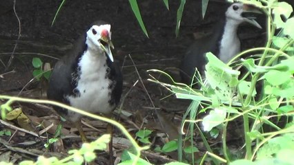 Bẫy Cuốc Hay Nhất Từ Trước Giờ - Best Trapping Birds