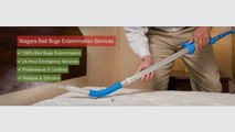 Bed Bug Extermination - Niagara Bed Bugs